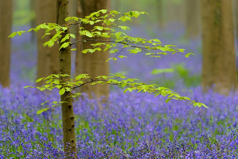 Young Beech tree in the Hallerbos Bluebell forest by Sjoerd van der Wal Photography