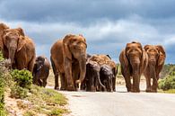 Olifantenkudde in Addo Elephant National Park par Easycopters Aperçu