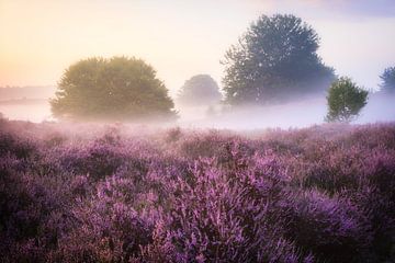 Paars bij zonsopgang.