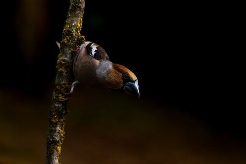 Appelvink in lowkey van Geert Klein Breteler