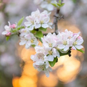 Apple blossoms by Daniela Beyer