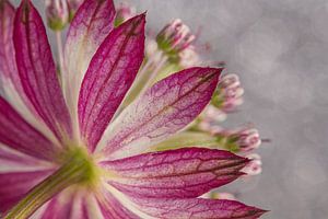 Fuchsiafarbener Zeeland-Knopf mit Bokeh im Hintergrund