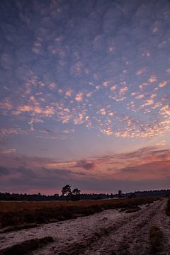 Farben des Sonnenuntergangs 2 - Loonse en Drunense Duinen von Deborah de Meijer