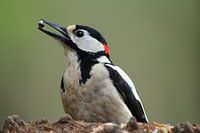Grote bonte specht