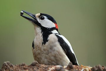 Grote bonte specht van Anita Kortus