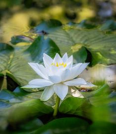 White water lily flowers in the garden pond