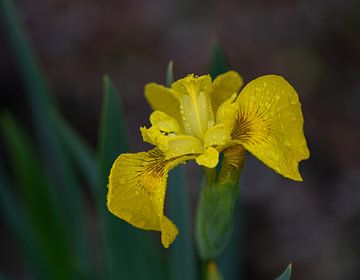 Yellow Iris with raindrops