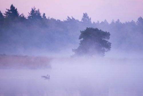 Ganzen op mistig ven