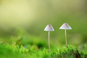 Twee paddenstoeltjes van Simon Hazenberg
