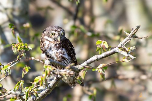 Dwarf owl in 't spring greenery