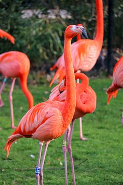 Flamingo Phoenicopteridae sur victor truyts