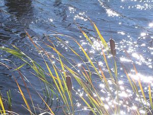 Riet