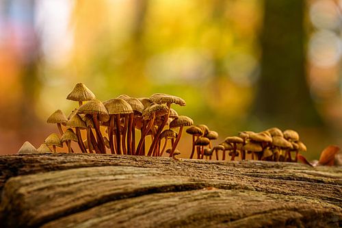 Paddenstoelen op een boomstronk