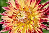 Dahliabloem in een close-up