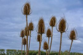 De familie kaardebol op een middag in de herfst van Jurjen Jan Snikkenburg
