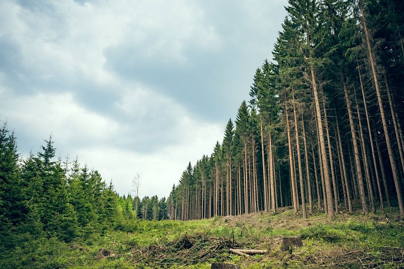 Un chemin à travers une forêt de conifères en été par Denny Gruner