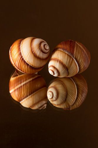 Samen bij elkaar in warme bruintinten