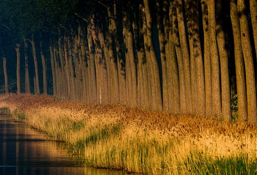 Bomenrij langs een vaart bij zonsondergang.