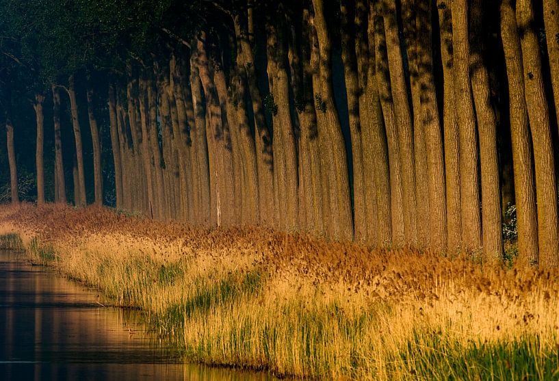 Row of trees along a canal at sunset. by Louis en Astrid Drent Fotografie
