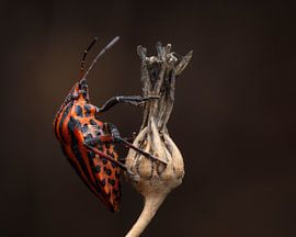 Pyjamawants Porträt