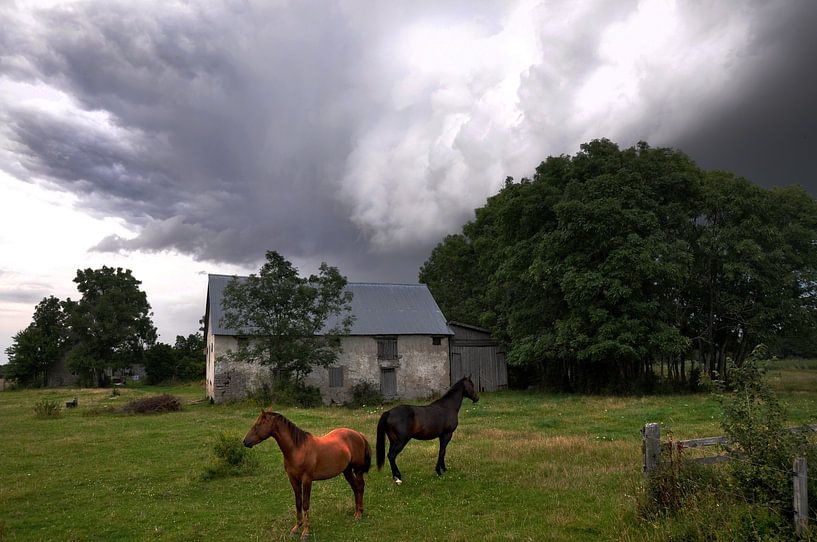 De twee paarden. van Sonja Pixels