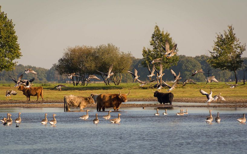 Scottish Highlanders in Drenthe by Jacqueline Kroezen