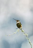 Kolibri im Regen
