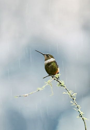 Hummingbird in the rain