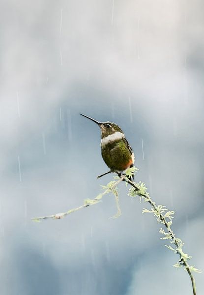 Kolibri im Regen von Catalina Morales Gonzalez
