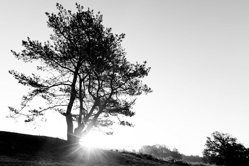 Lever/coucher du soleil avec un arbre par Peter van den Berg