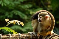 Squirrel monkey by Marcel Ethner thumbnail