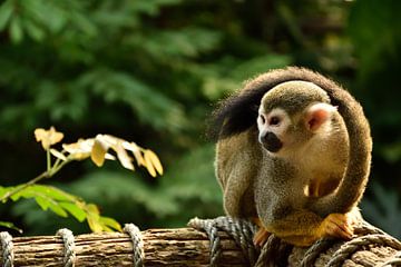 Squirrel monkey by Marcel Ethner