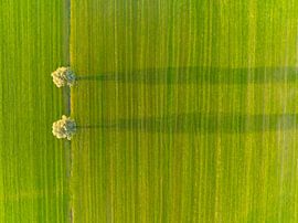 Willow trees in a freshly cut meadow during an early morning see by Sjoerd van der Wal Photography
