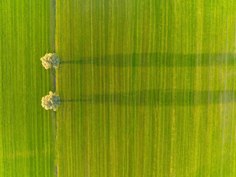 Saule dans une prairie fraîchement coupée lors d'une vue matinale par Sjoerd van der Wal Photographie