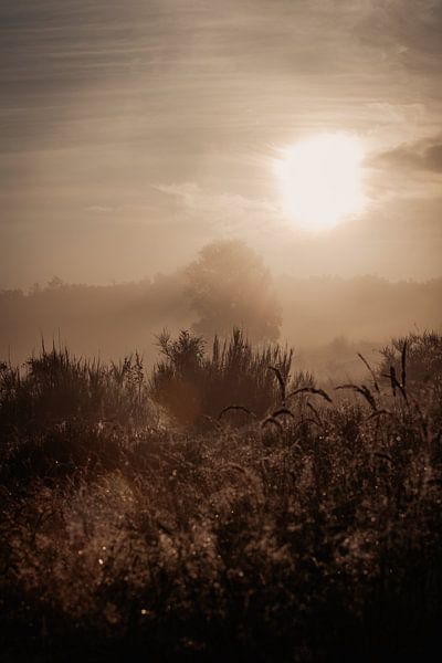 De l'or dans le ciel par Evita Medendorp
