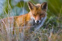 A beautiful fox in the Amsterdam Water Supply Dunes