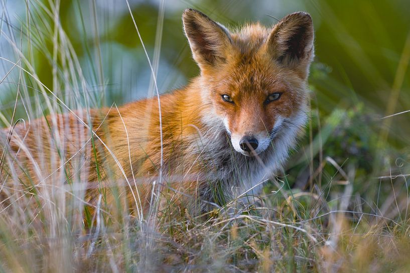Ein schöner Fuchs in den Dünen der Amsterdamer Wasserversorgung von Jack Brekelmans