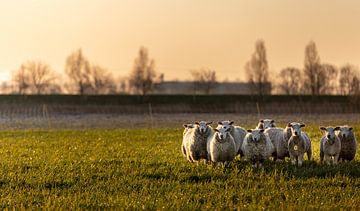 Schapen met het winterse ochtendlicht