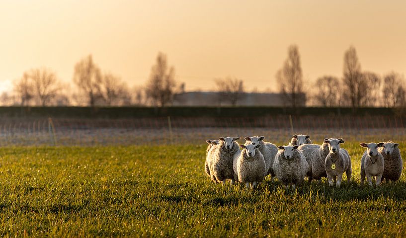 Schapen met het winterse ochtendlicht by Percy's fotografie