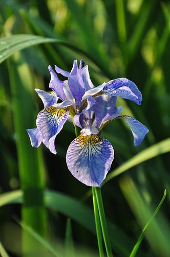 blauwe iris