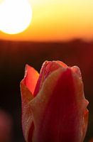 Tulip at sunrise