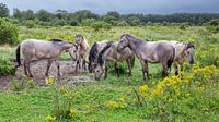 Konikpaarden in de vrije natuur na een forse regenbui