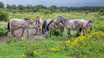 Konikpaarden in de vrije natuur na een forse regenbui van Arie Storm