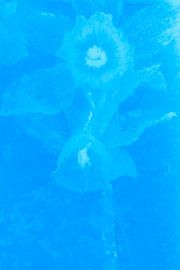 Narcissus in ice in blue