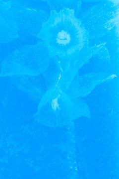 Narcissus in ijs in blauw van Marc Heiligenstein
