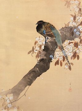 Pheasant on cherry blossom branch, Ohara Koson - ca. 1900