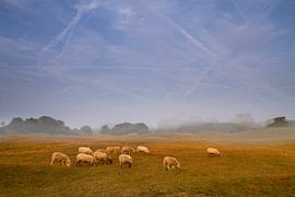 Sheep grazing in a misty heath by Paul Wendels