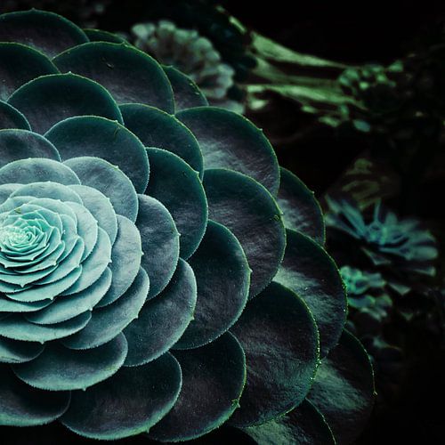 DARKSIDE OF SUCCULENTS V-6