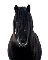IJslands paard in de sneeuw
