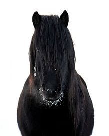 Icelandic horse in the snow by Elisa in Iceland
